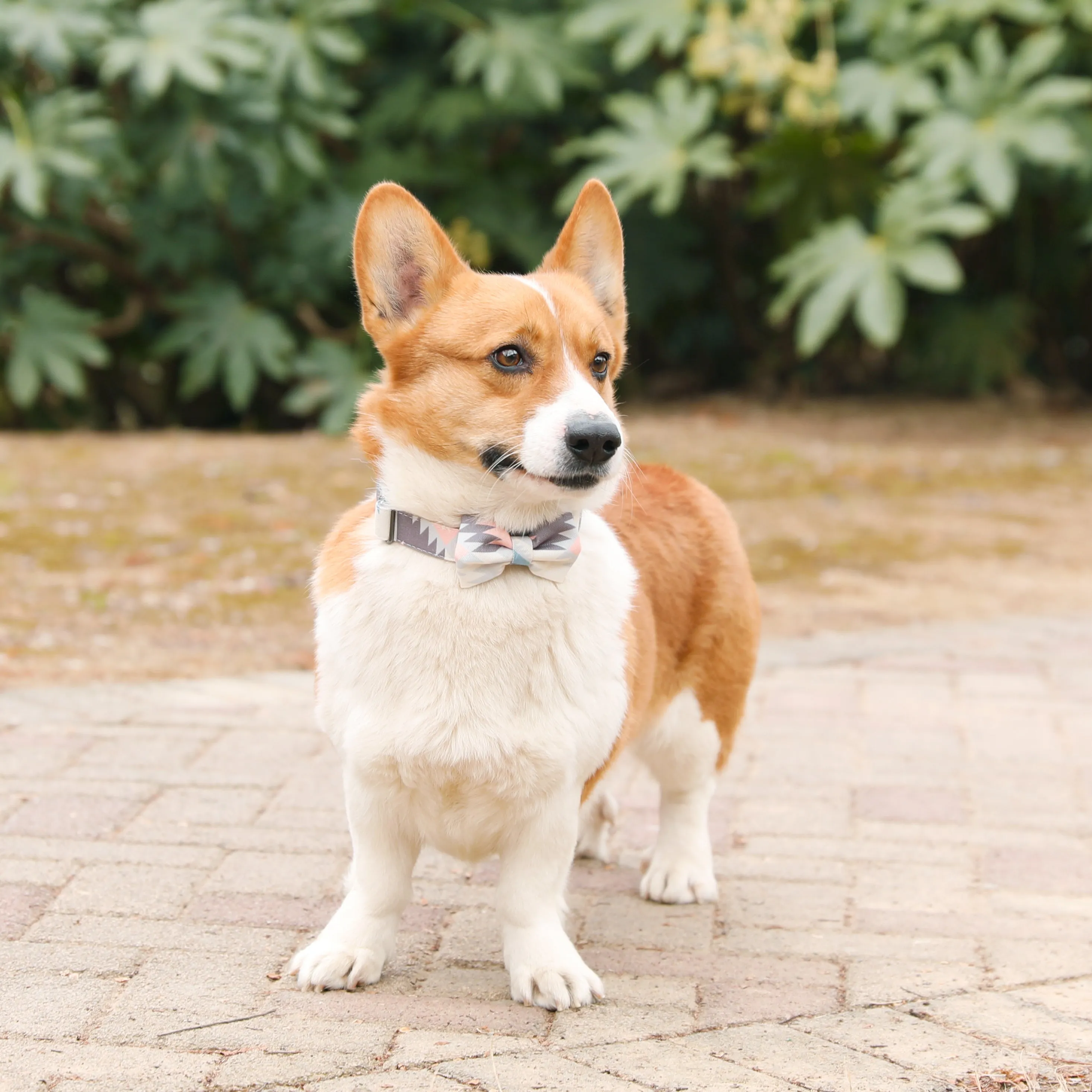 Boho Aztec Dog Collar with Bow Tie
